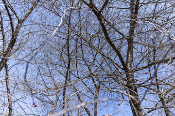 Bare trees in sunny spring weather, bare deciduous trees