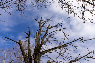 cut crowns of trees in the city