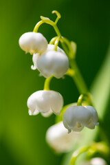 Lily of the Valley (Convallaria majalis) with tiny white bells called “Maiglöckchen“. Macro close up of springtime herald flower isolated in bright sunlight with blurred background in a german garden.