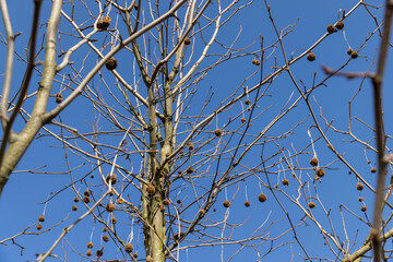 sycamore tree in sunny weather in early spring