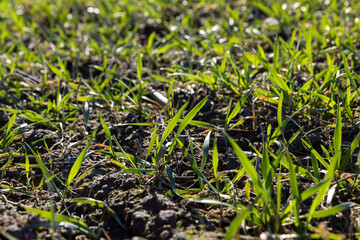 green wheat sprouts in early spring, green winter wheat