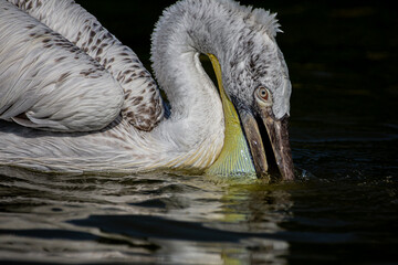 P&eacute;lican fris&eacute; gros plan