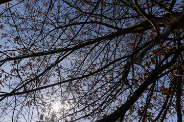 Branches of oak trees in the park in spring sunny weather