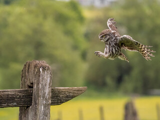 little owl landing on fence