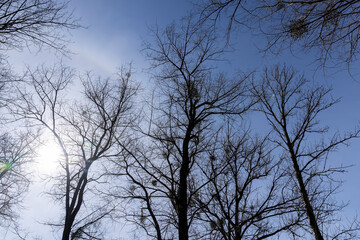 Bare trees in sunny spring weather, bare deciduous trees