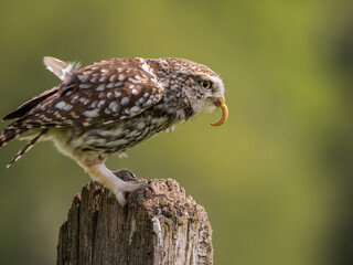 little owl eating worms