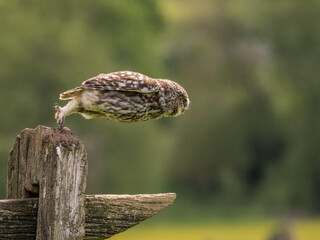 little owl flight away from fence