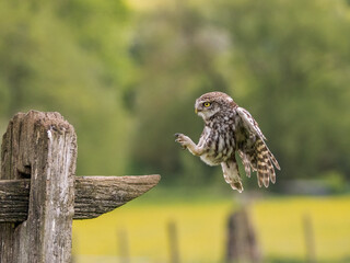 little owl landing on fence