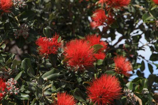 Close up from a Red Ohia Lehua