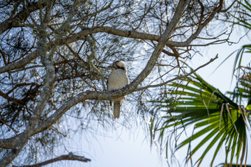 Beautiful Kookaburra in a gum tree in Australia. Native bird life in Australia 