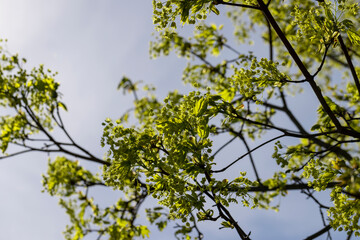 Fototapeta premium long maple flowers in the spring season, beautiful maple