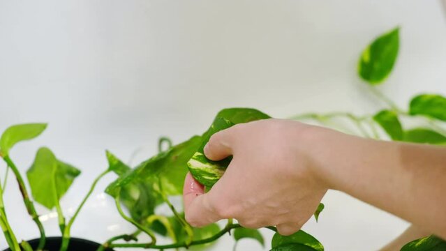 A female is cutting away the leaves of a houseplant that is unwell and has been harmed by insect pests. House plant Epipremnum aureum in a flower pot.