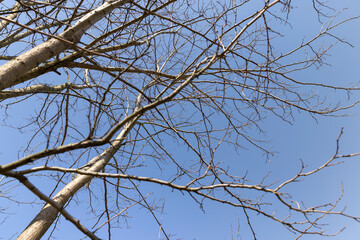 Obraz premium deciduous trees in sunny weather in early spring