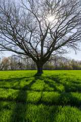 Obraz premium lonely growing oak without foliage in early spring