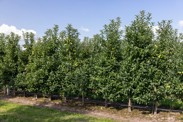 Fototapeta na wymiar Apple orchard with an unripe harvest of green apples