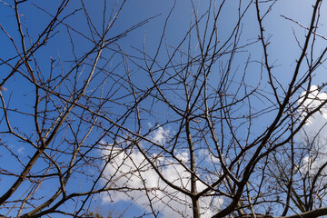 apple tree in sunny weather in early spring