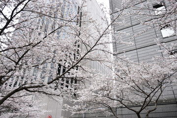 東京江戸桜通りの桜