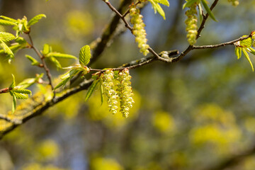 long hornbeam flowers in the spring season