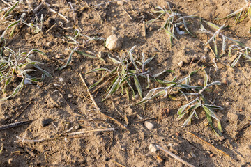 green wheat covered with snow and frost in winter
