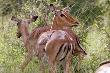 Impala in Kruger Park, South Africa
