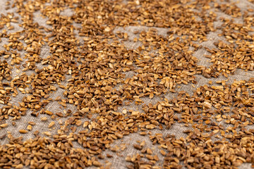 heavily fried sunflower seeds close up