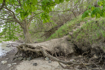 Natural beach of Holnis with cleared tree in Schleswig-Holstein, Germany