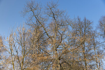 trees of different varieties in the spring season