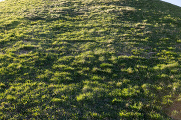 grass growing in early spring in windy weather