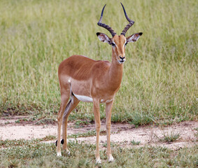 Impala in Kruger Park, South Africa

