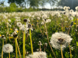 Close up of spent dandelion flowers