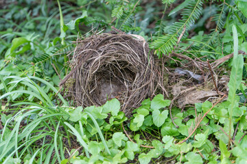 Empty bird's nest on the forest floor
