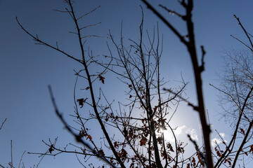 the tree of the petiolate oak without foliage at the beginning of spring