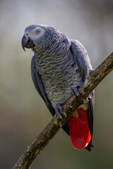 Perroquet Gris du Gabon