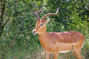 Naklejka na ściany i meble Impala in Kruger Park, South Africa 