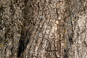 tree bark illuminated by sunlight in the morning