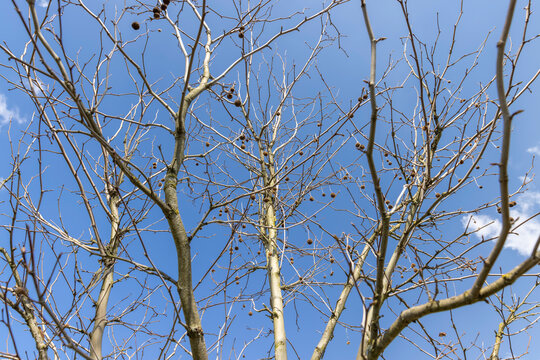 sycamore tree in sunny weather in early spring