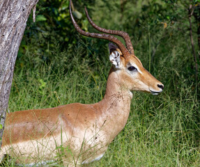 Impala in Kruger Park, South Africa

