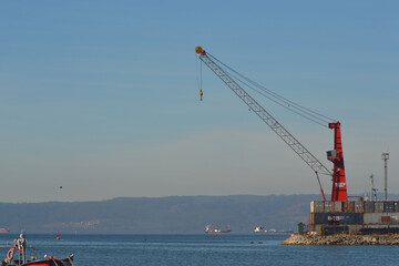 Fototapeta premium an adult sea lion off the coast of southern Chile