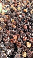 Under the tree lie many small cones of the coniferous family