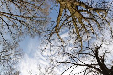 deciduous trees without foliage in spring