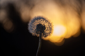 Dandelion