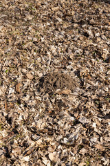 old leaves fallen in autumn on the ground in the spring season
