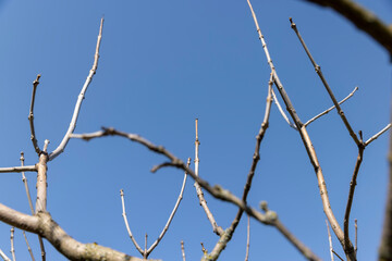 catalpa bignoniform tree in sunny weather in early spring