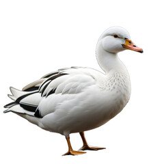 Beautiful white duck, isolated, transparent background, no background. PNG. Generative AI.
