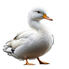 Obraz premium Beautiful white duck, isolated, transparent background, no background. PNG. Generative AI.