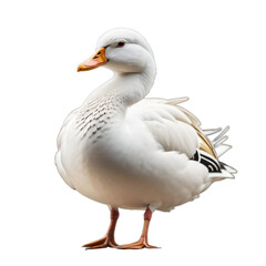 Beautiful white duck, isolated, transparent background, no background. PNG. Generative AI.