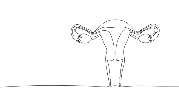Woman reproductive system, one line continuous. Line art outline vector illustration of organs