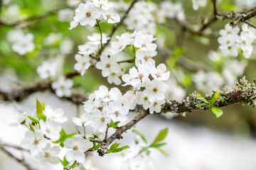 Closeup on a tree branch of cherry blossom, spring season