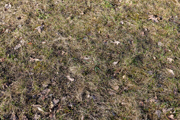 grass growing in early spring in windy weather