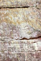 Lichen growing on the face of a sandstone rock wall. Lichens are a keystone species in many ecosystems.